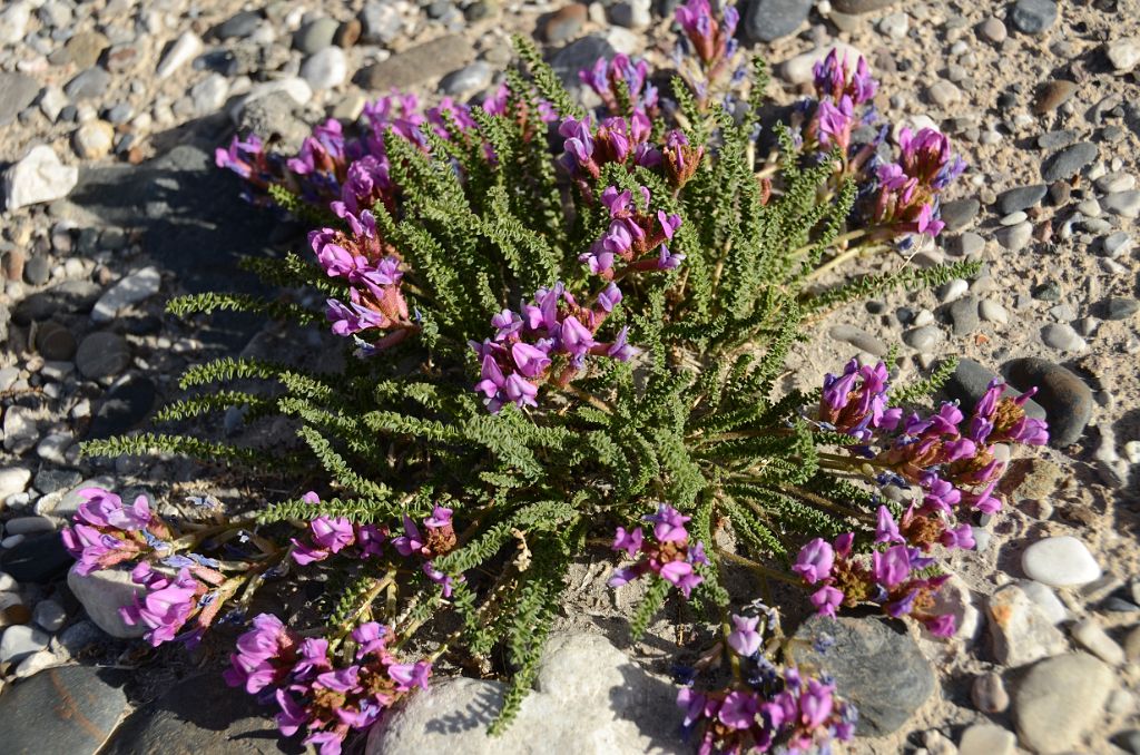 26 Purple Flowers At Kerqin Camp In The Shaksgam Valley On Trek To K2 North Face In China